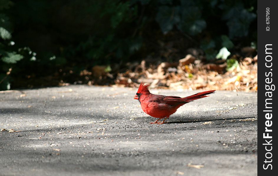 Red cardinal on the ground