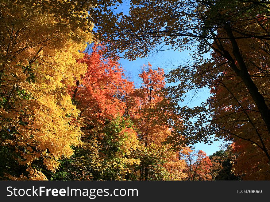 Branches of colored trees on the background of blue sky