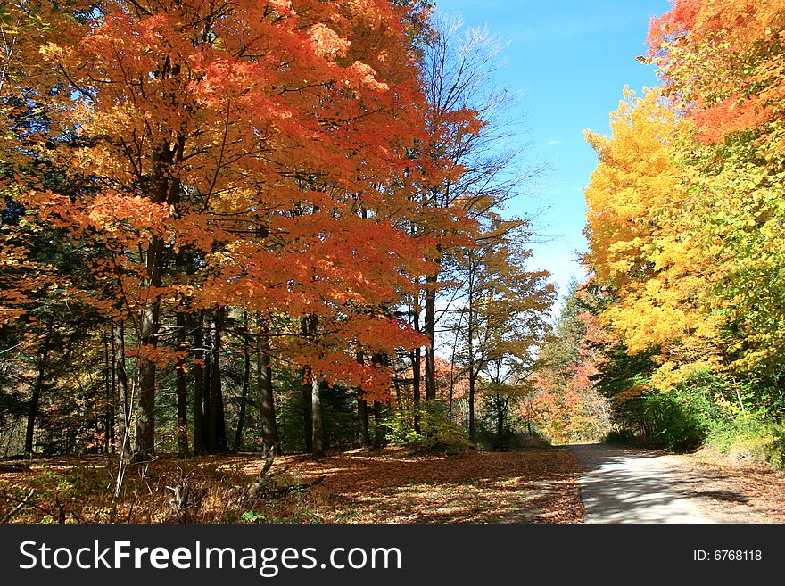 The trail in sunny autumn forest. The trail in sunny autumn forest