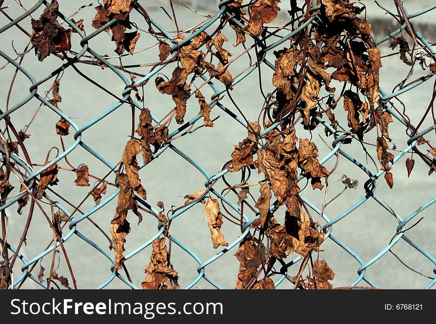 Dried Leaves on Chain-Link Fence. Dried Leaves on Chain-Link Fence