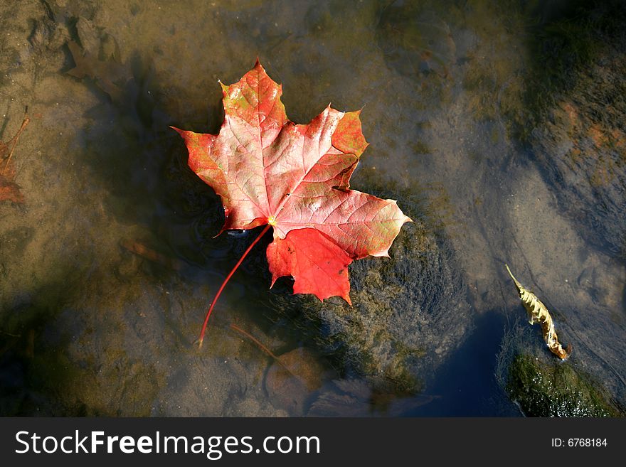 Red maple leaf on the water surface