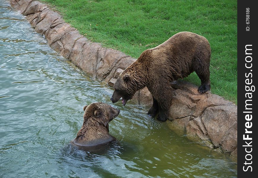 Two Bears playing in the water