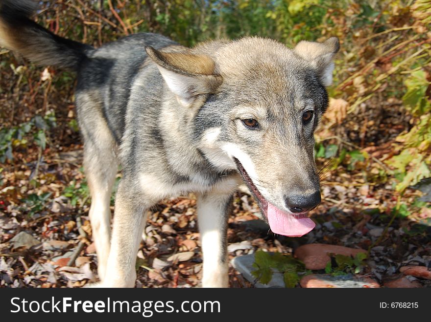 Wild wolf pup explores surroundings