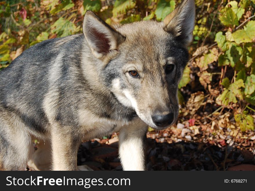 Wolf Pup Sitting