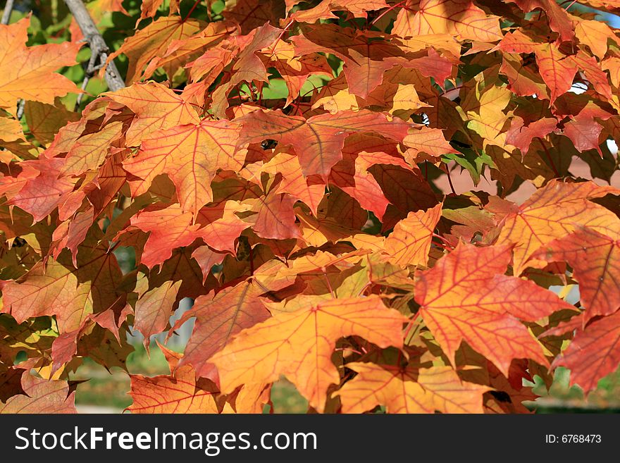 Colored maple leaves as background. Colored maple leaves as background