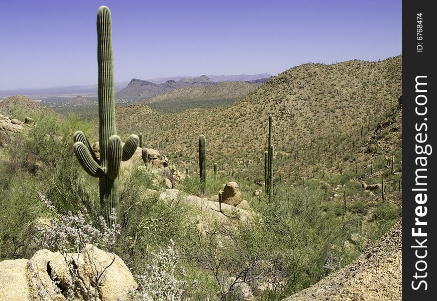 Saguaro cactus and dessert valley view. Saguaro cactus and dessert valley view