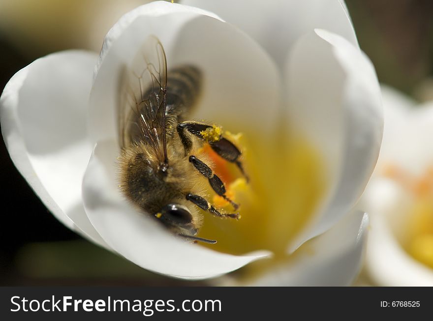 Bee collecting pollen in crocus flower. Bee collecting pollen in crocus flower