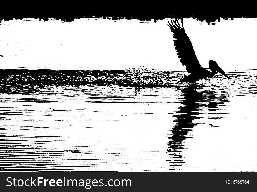 High contrast image of a pelican diving into the water.