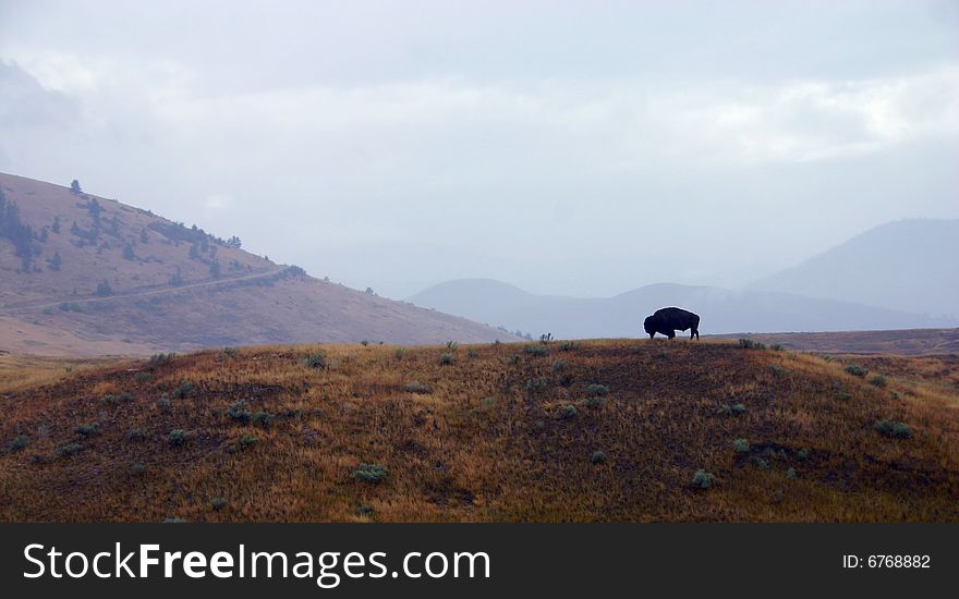Montana bison in rain mountain and rain. Montana bison in rain mountain and rain