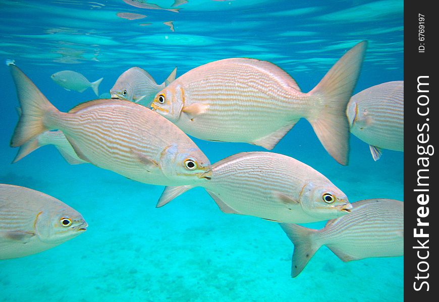 Bright and colorful underwater image of snappers. Bright and colorful underwater image of snappers