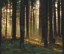 Autumn Morning Royalty Free Stock Photo Autumn Morning Royalty Free Stock Photo