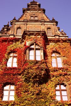 Ivy-clad Wall Royalty Free Stock Photos Ivy-clad Wall Royalty Free Stock Photos