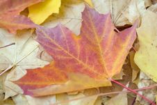 Autumn Maple Leaves Stock Image Autumn Maple Leaves Stock Image