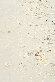 Seashells In The Sand Vertical Stock Photos Seashells In The Sand Vertical Stock Photos