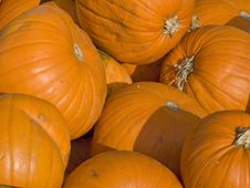 Harvested Pumpkins Royalty Free Stock Photo Harvested Pumpkins Royalty Free Stock Photo