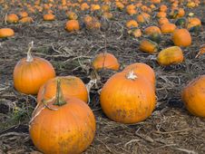Pumpkins In The Field Royalty Free Stock Photography Pumpkins In The Field Royalty Free Stock Photography