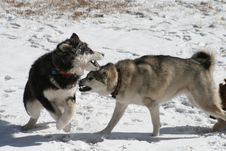 Dogs Playing In Snow Royalty Free Stock Image