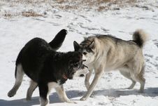Dogs Playing In Snow Royalty Free Stock Photos
