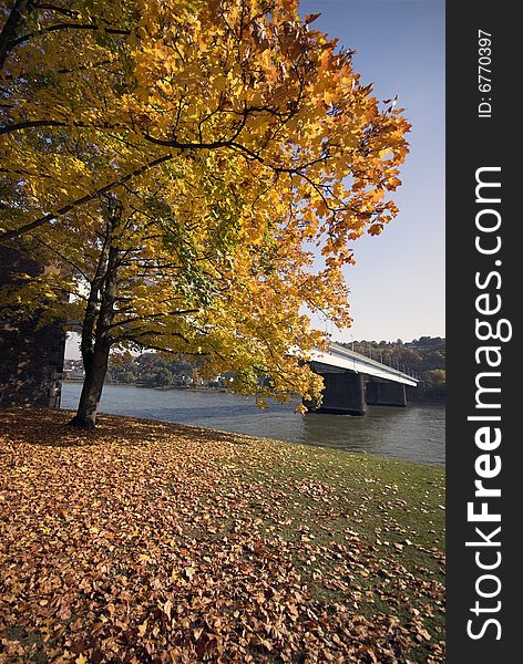 Autumn Colours.
Yellow autumn tree by the German Rhine river bank.