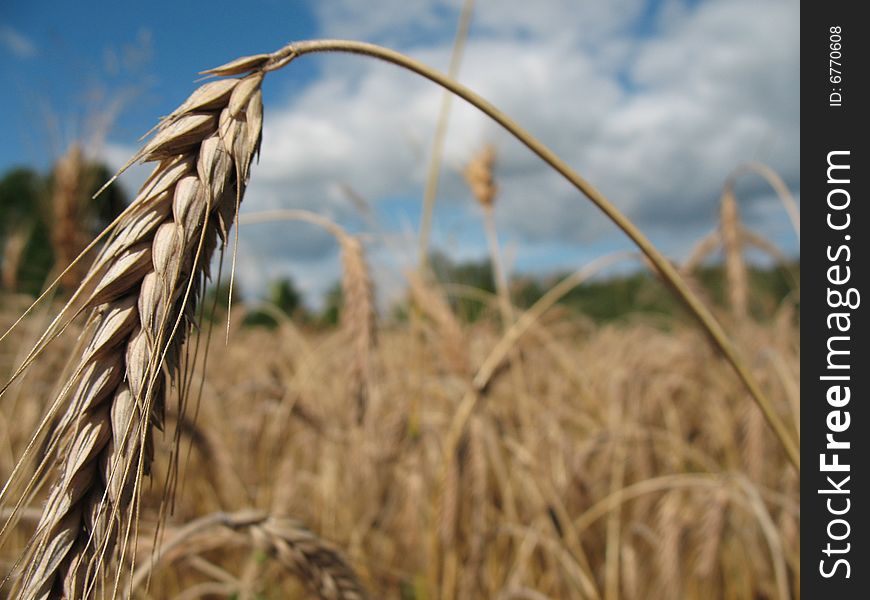 wheaten spike in the field. wheaten spike in the field