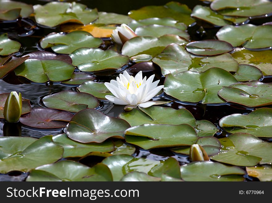 View of white water-lily and leafs around it. View of white water-lily and leafs around it