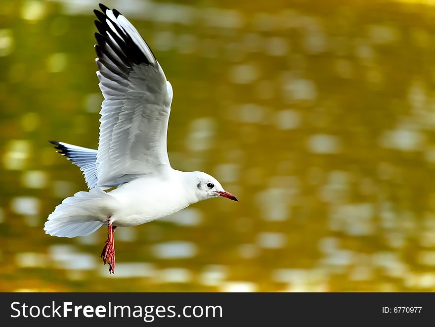 Photograph of the flying Gull