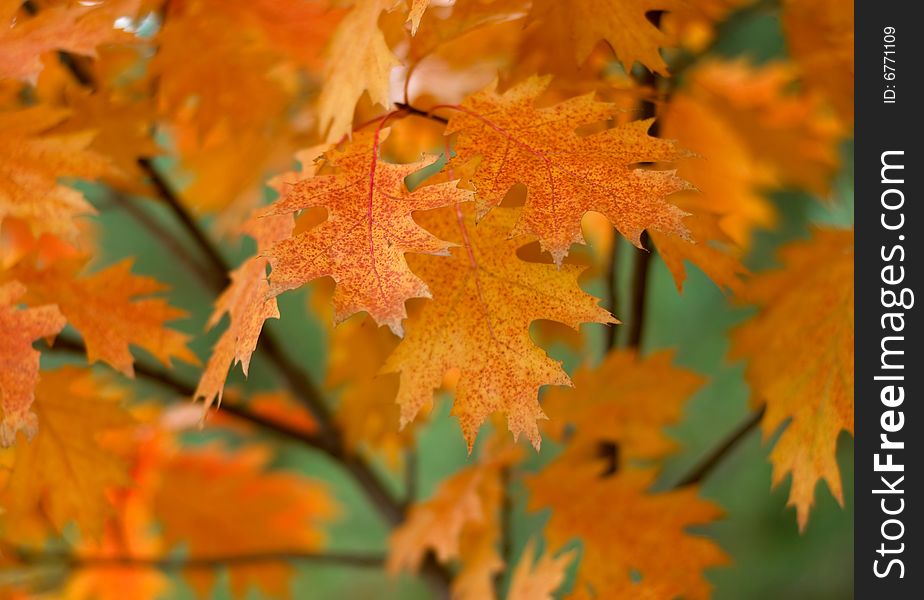 Red autumn oak leaves background. Red autumn oak leaves background