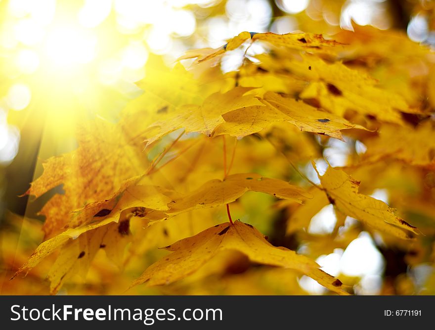 Yellow autumn leaves with bright sun