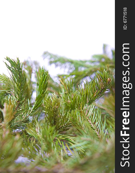 Pine tree background on a white background