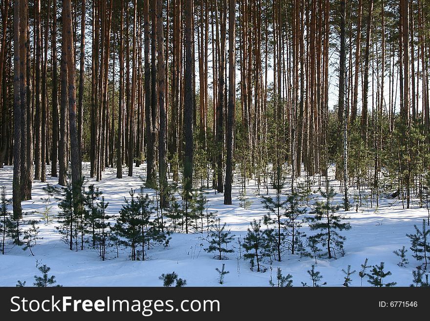 Forest covered by snow in the winter day. Forest covered by snow in the winter day