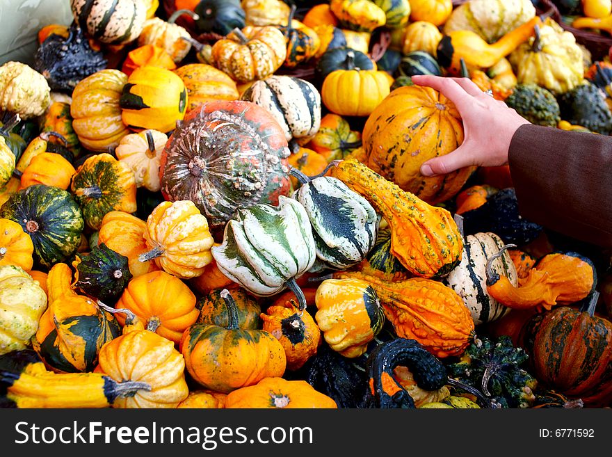 Photograph of  the decorative Pumpkins