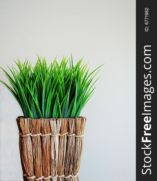 Indoor grassy plant in woven basket style pot with white background. Indoor grassy plant in woven basket style pot with white background.