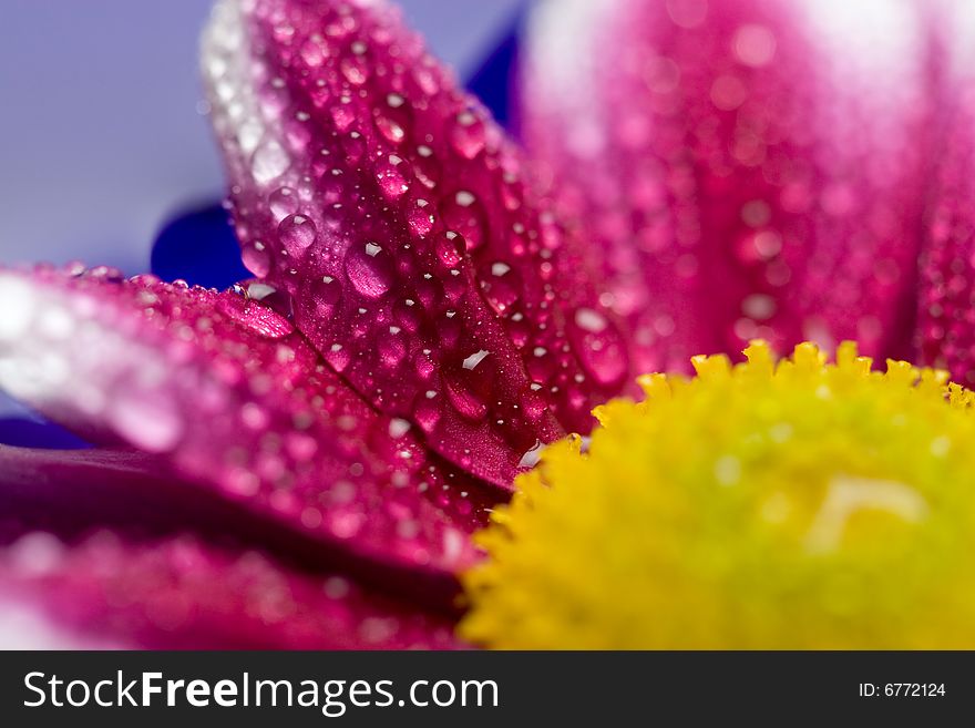 Macro of wet  daisy petals. Macro of wet  daisy petals