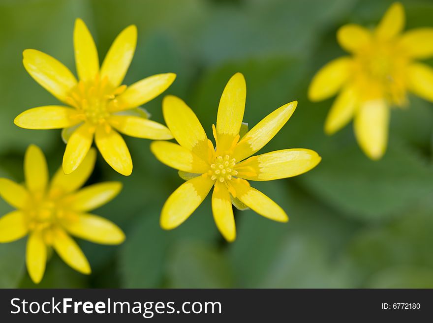 Yellow daisies in field