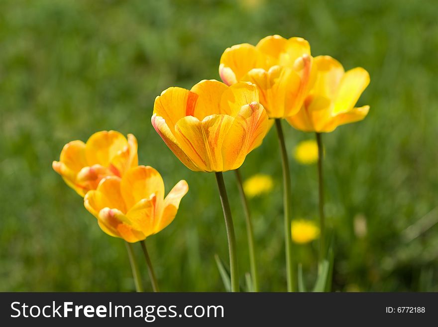 Yellow tulips in the field