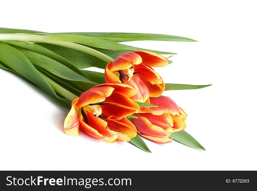 Red tulips isolated on white