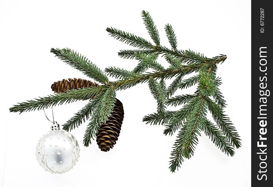 Fir Tree Branch With Cones.