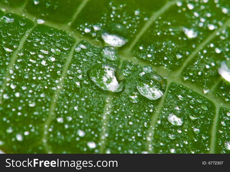 Macro of wet leaf