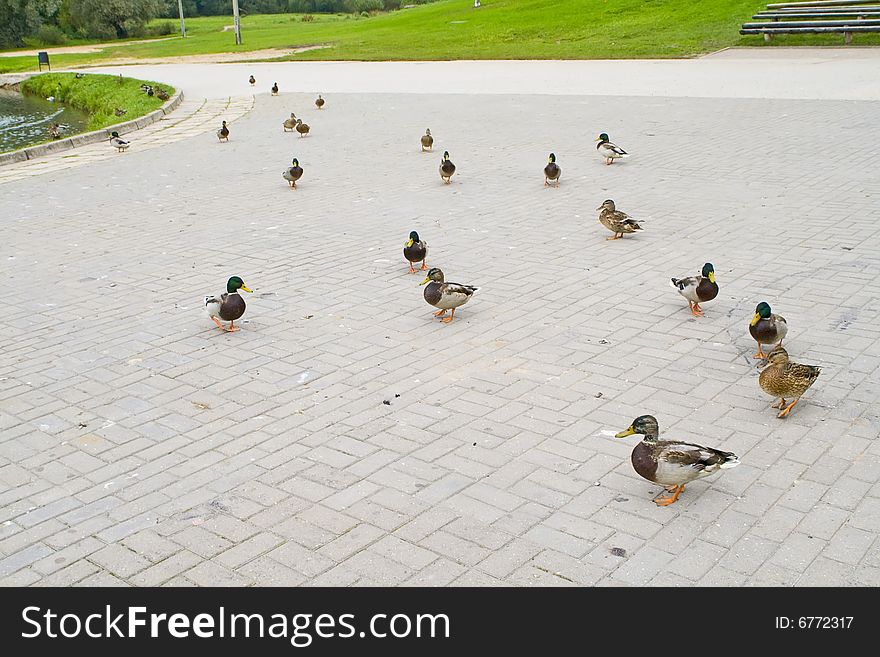 Duck In A Park