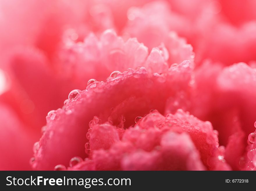 Carnation with water drops background. Carnation with water drops background