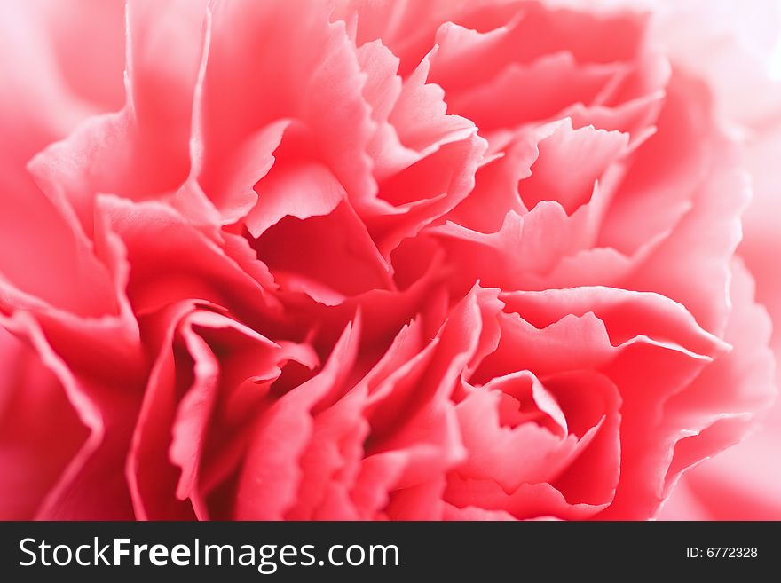 Macro of pink carnation flower. Macro of pink carnation flower