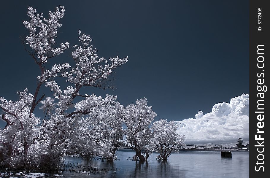 An infrared image taken in the coastline of Lapu-lapu City, Philippines. An infrared image taken in the coastline of Lapu-lapu City, Philippines.