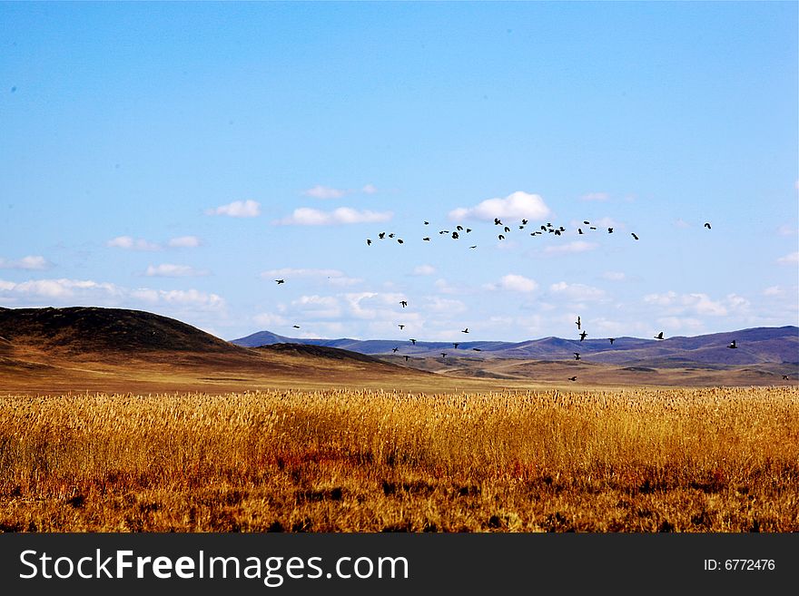 In early october Xilin Gol Grassland, under the blue sky with white clouds, grass turned into yellow, birds were flying to the south. In early october Xilin Gol Grassland, under the blue sky with white clouds, grass turned into yellow, birds were flying to the south.