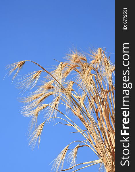 Wheat Stems.