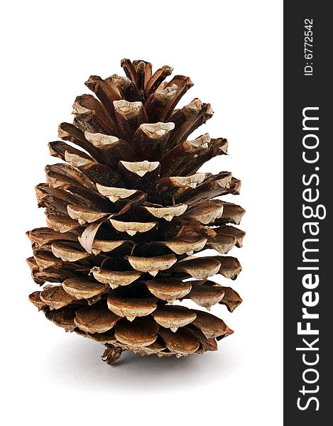 Pine Cone