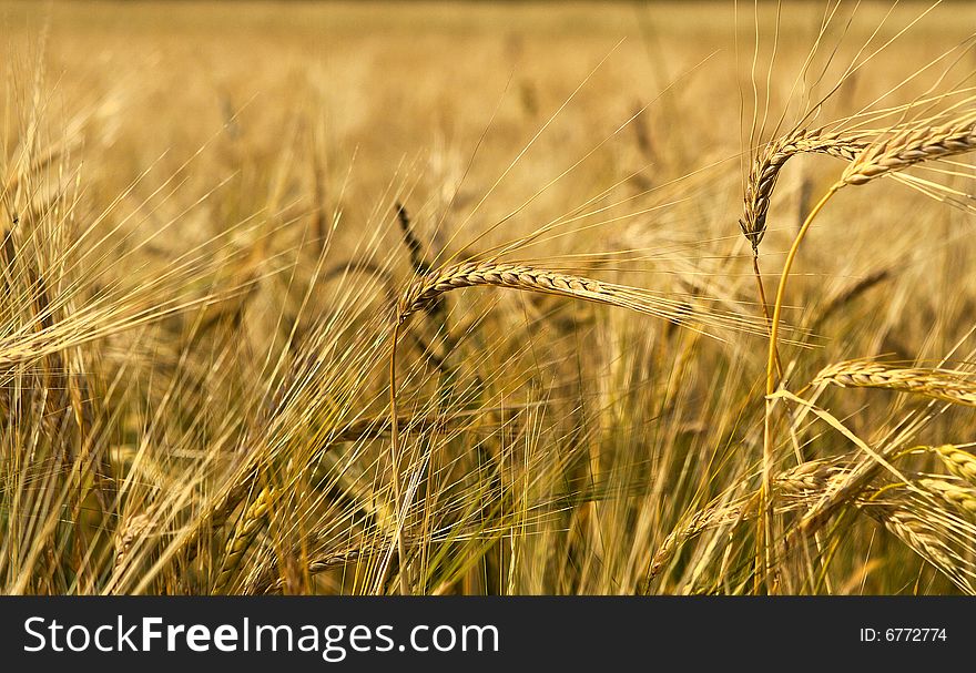 Closeup golden wheat field landscape