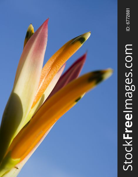 Close up of a heliconia (Bird of Paradise) over a blue sky.