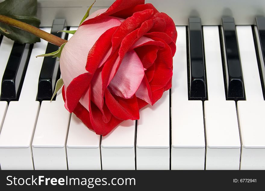 Red rose on the keyboard of the piano
