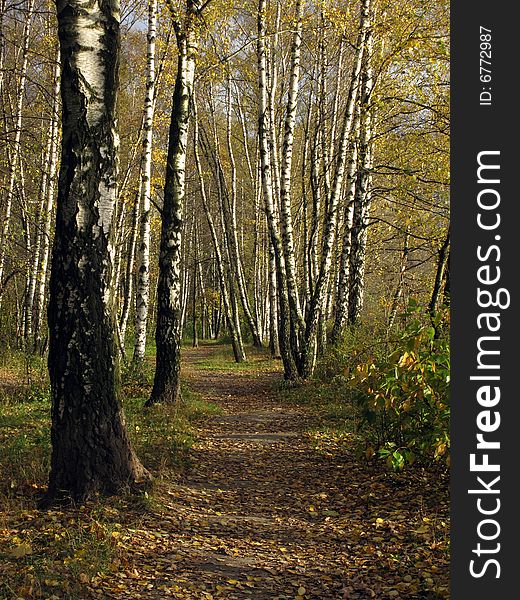 Birch grove in autumn with yellow leaves on footpath. Birch grove in autumn with yellow leaves on footpath