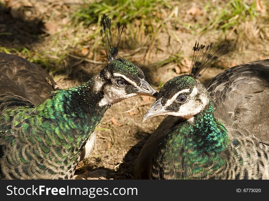 Peacock In Love